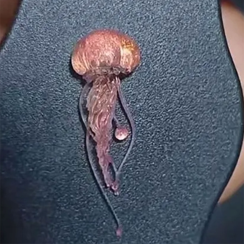 M2EA Soft Silicone Jellyfish M - Art Craft Jellyfish reseña y precio